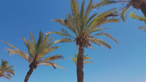 palmeras contra un cielo azul