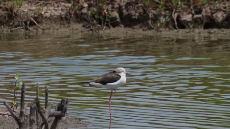 Cabeza-Mantenida-En-Su-Ala-Parada-Sobre-Una-Pierna-Y-Durmiendo-Mientras-La-Cámara-Hace-Zoom,-Zanco-De-Alas-Negras-Himantopus-Himantopus,-Tailandia