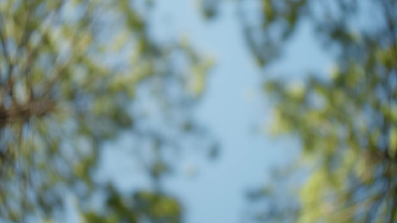 vista de ojo de pez fuera de foco de las copas de los árboles y el cielo azul