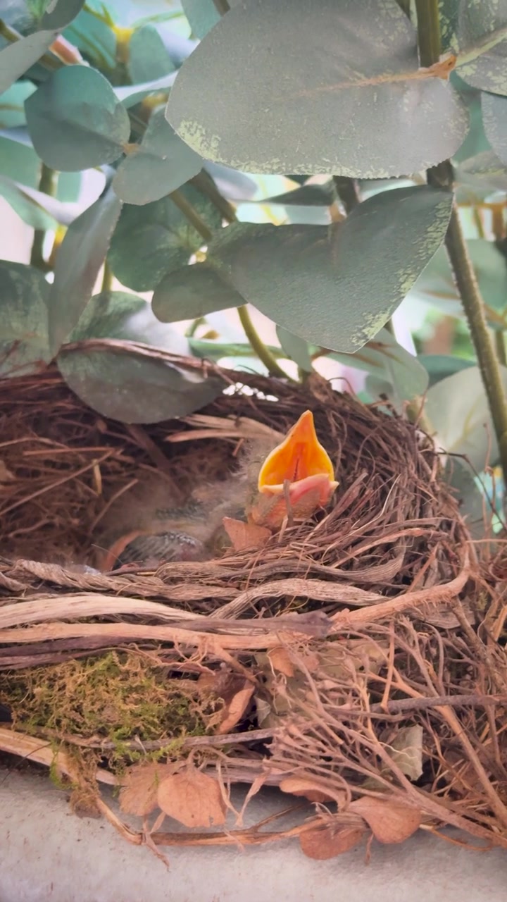 Primo piano di un pulcino di merlo comune (Turdus merula) seduto in un nido tra foglie verdi, in attesa di essere nutrito.