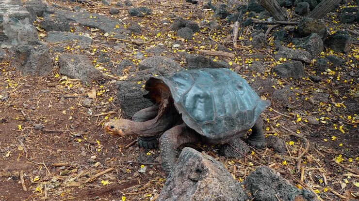 Giant tortoise extending its neck over volcanic stones. A gray shell rises above scaly legs and fallen leaves on the Galapagos Islands.