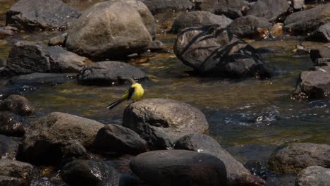 Grey-Wagtail,-Motacilla-cinerea-seen-on-top-of-a-rock-busy-preening-itself-at-a-stream-in-Huai-Kha-Kaeng-Wildlife-Sanctuary-Thailand