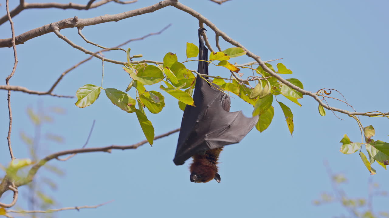 Pteropus medius, Indian flying fox, ecosystem. A male frugivorous bat hanging from the tree branch in keoladeo bird sanctuary, India.