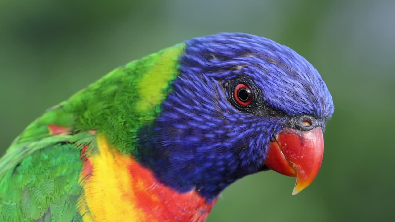 A colorful lorikeet perched and interacting in lush green foliage under a clear blue sky.