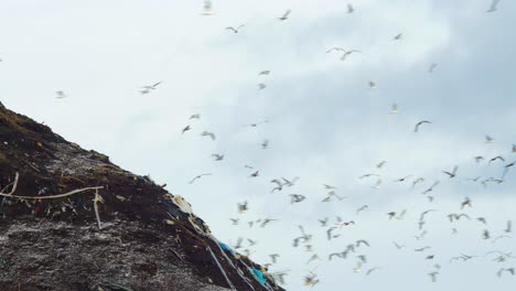 gaviotas volando sobre el gran basurero, bolsas de plástico y vertederos llenos de basura, contaminación ambiental, tiro lejano