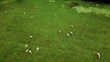 pastoral scene with grazing sheep, portugal rural. aerial