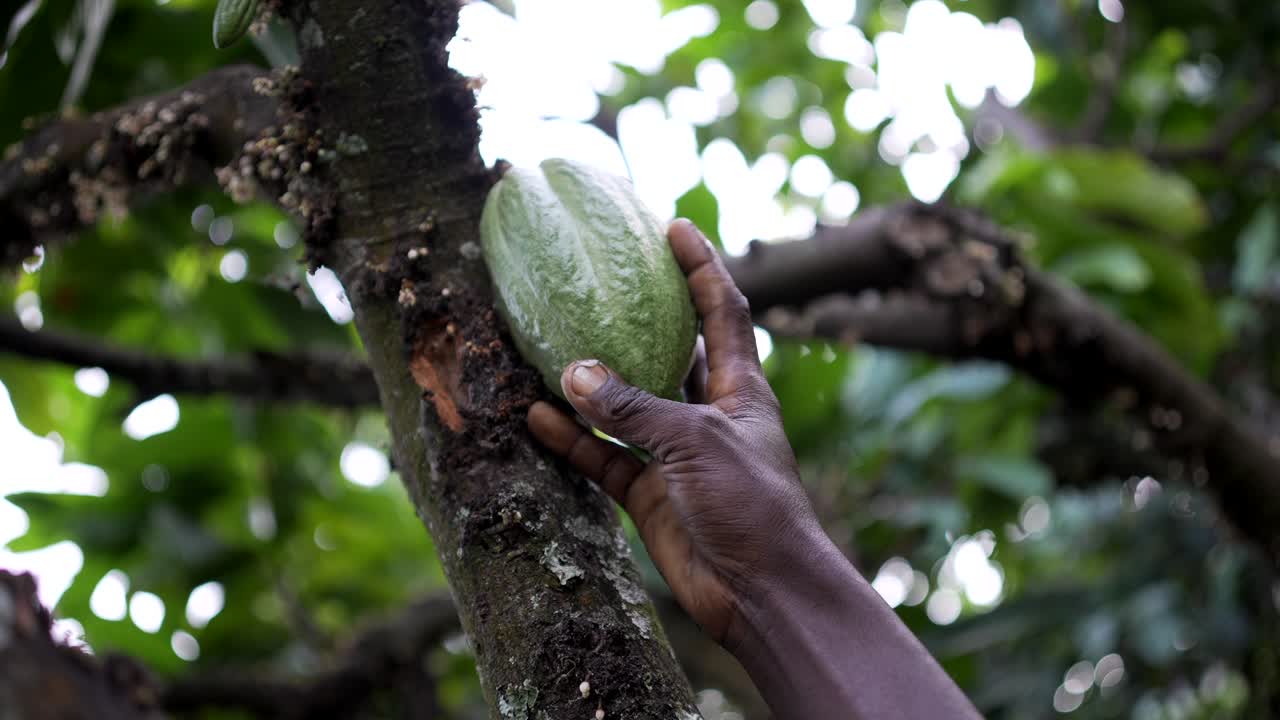 agricultor africano de cacao sosteniendo frutos de cacao con su mano negra