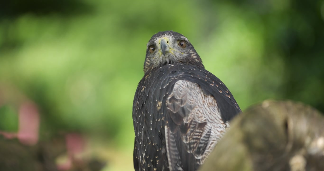 Junger Wanderfalke sitzt aufmerksam und dreht sich zur Kamera in einer Nahaufnahme im Vogelpark Jeju Hwajoowon.