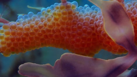 dragón de mar frondoso con huevos 4k cámara lenta sur de australia