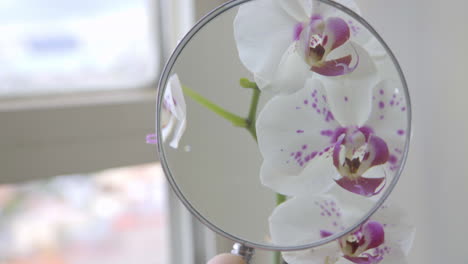 primer plano en la mano sosteniendo una lupa sobre las orquídeas