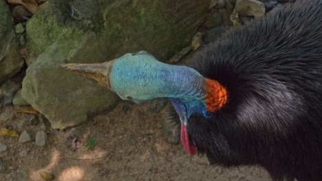 australian cassowary preening its black feathers in rainforest of queensland in australia