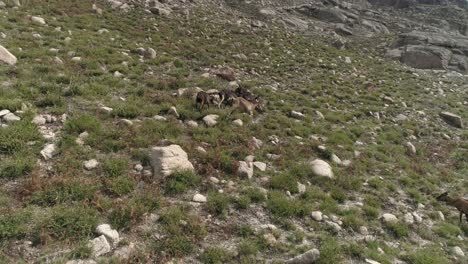 mountains goats grazing on a hillside