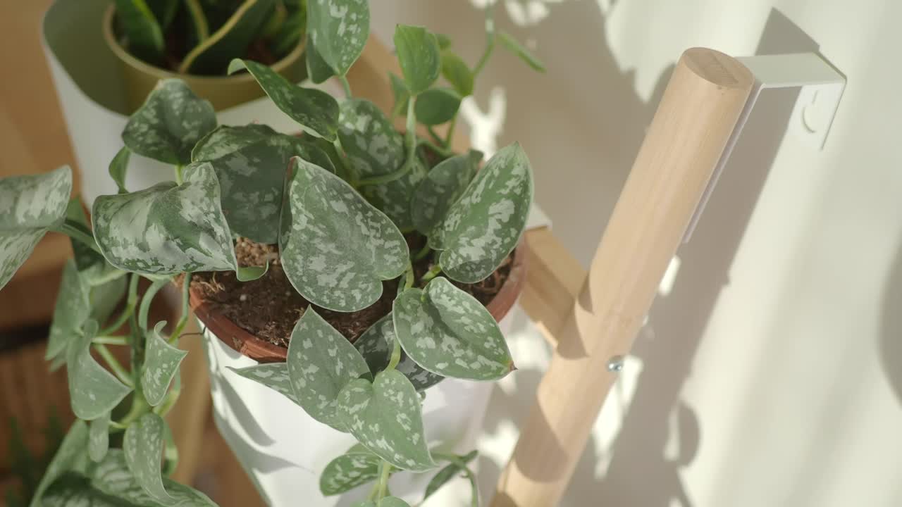 Primo piano di una pianta d'appartamento Pothos argentato