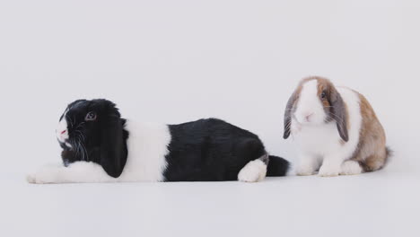 studio portrait of two miniature black and white flop eared rabbits on white background