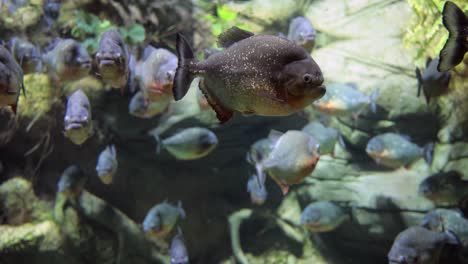 piranha - colossoma macropomum