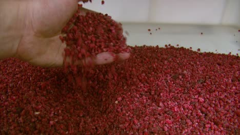 male hand grabbing frozen raspberries