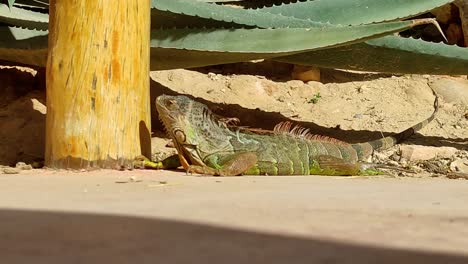 large-exe-on-sandy-ground-in-Morocco-in-the-sun-and-moves-little