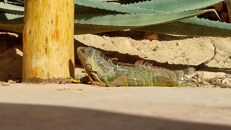 gran exe en el suelo arenoso en marruecos en el sol y se mueve poco