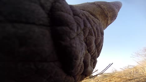 imágenes en ángulo bajo de cerca del rinoceronte blanco del sur alimentándose en el desierto de áfrica
