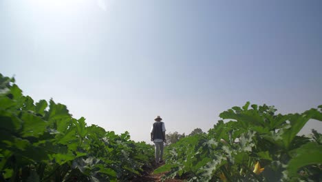 un hombre caminando a través de un próspero campo de calabacín, rodeado de exuberantes plantas verdes