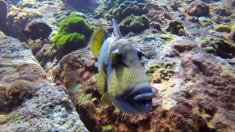 trigger fish puts up trigger fin with sun on his back on beautiful tropical coral reef