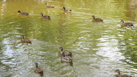 a group of ducks swimming fast in a pond expecting to get food from people