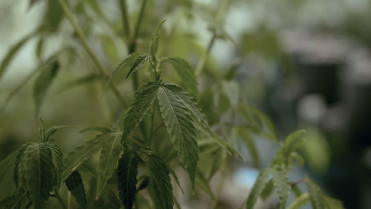 농장 에서 대마초 를 재배 하는 식물