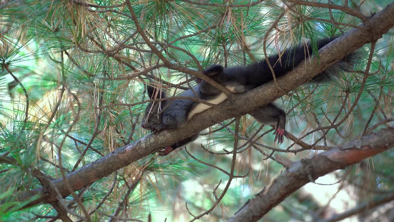 ardilla de árbol coreana tendida en una rama de pino en el bosque de yangjae, seúl, corea del sur - busque la vista de primer plano