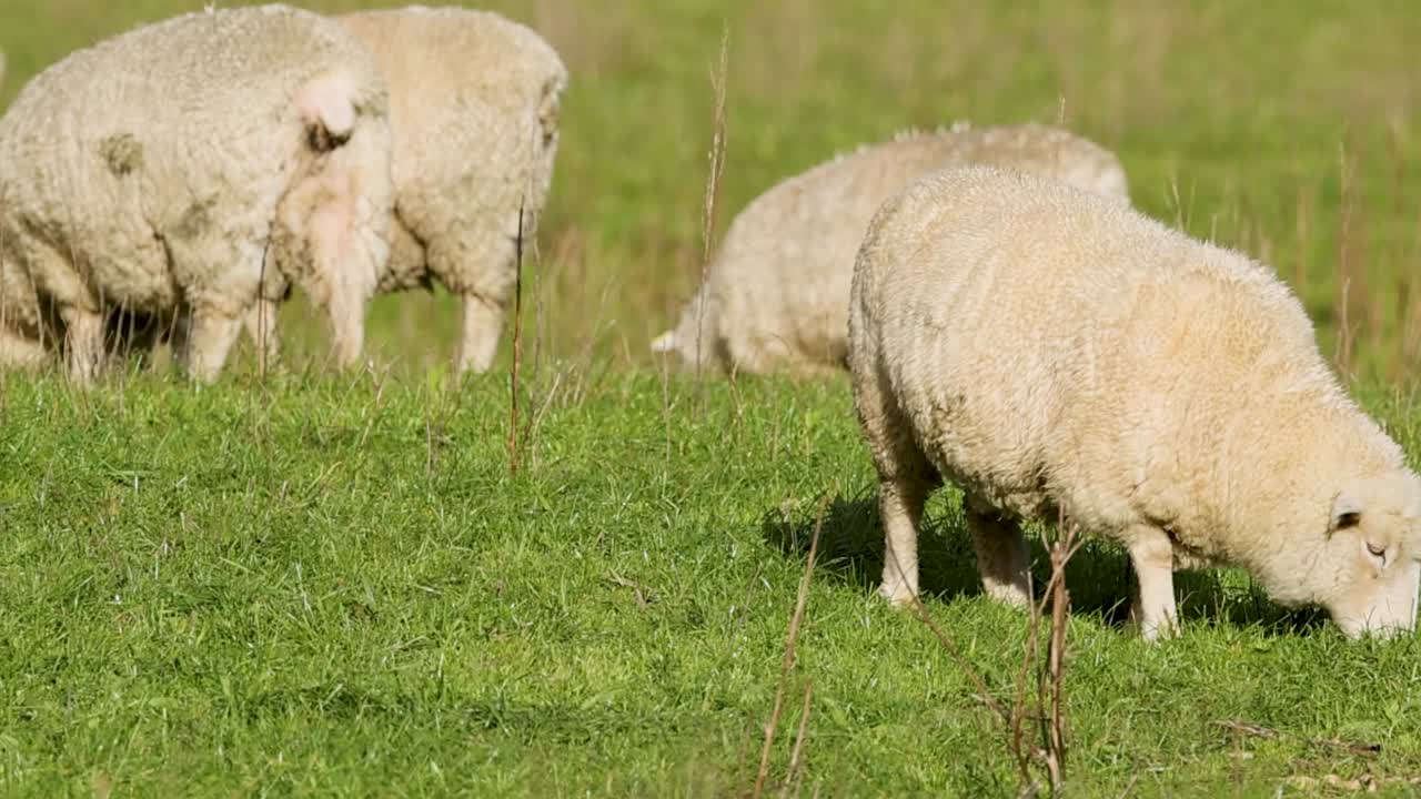 Visuale mirata di soffici pecore bianche che mangiano l'erba in un campo rurale soleggiato