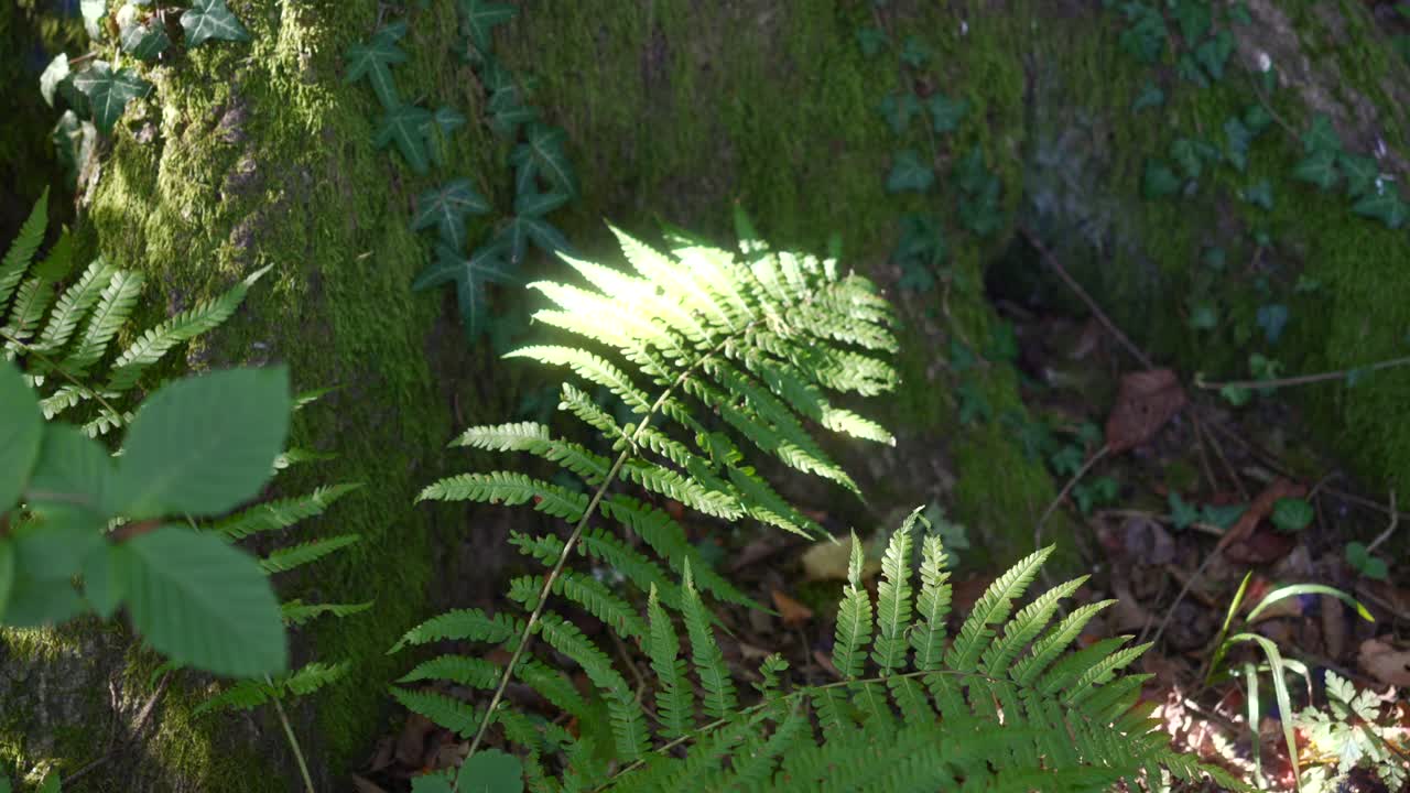 closeup de plantas de helecho verde al sol, en el suelo de un bosque cerca de un árbol con musgo, estático y colorido