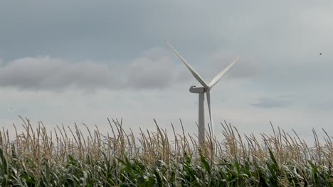 Windkraftanlage-Im-Maisfeld