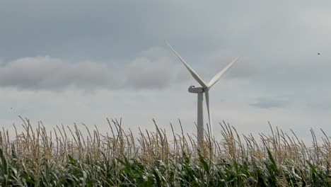 turbina eólica en campo de maíz