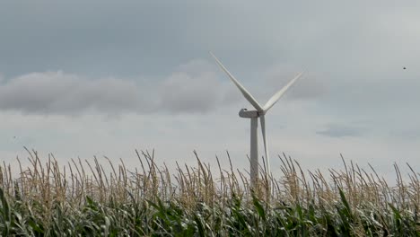 wind turbine in corn field