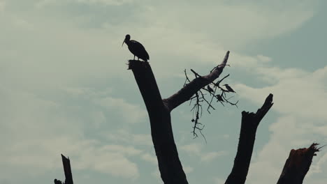 bird perched on a dead tree branch against a cloudy sky