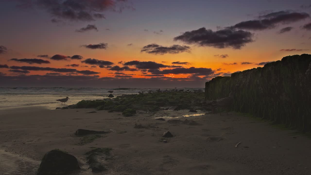 las gaviotas salvajes están sentadas junto a un espigón frente a una puesta de sol roja en una playa, una está volando por el fondo de esta maravillosa escena natural