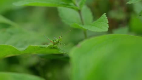 Saltamontes-Verde-Sobre-Hojas-Verdes