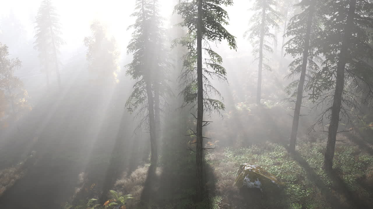 산 속 의 밝은 이른 아침 숲