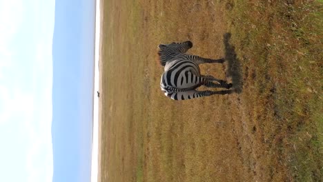 vertical shot of single zebra walking in a dry grassland area, mountains behind