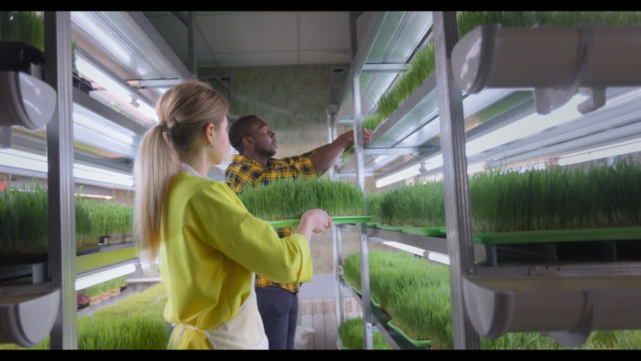 Two people working in a hydroponic grow room