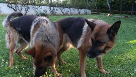 Two-German-Shepherd-dogs-playing-with-each-other-and-barking-together-on-a-grassy-field-in-the-backyard