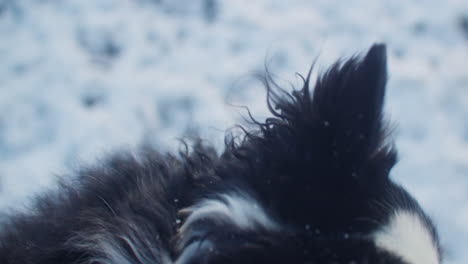 close up shot of the back of a dogs head