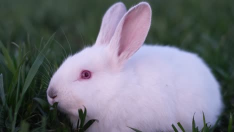 easter bunny with big red eyes on green grass. the concept of the easter holiday