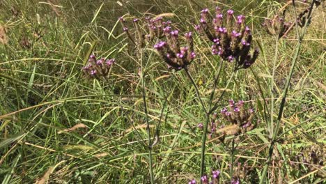 detailed view of purple wildflowers surrounded by lush green grass in a sunlit meadow.