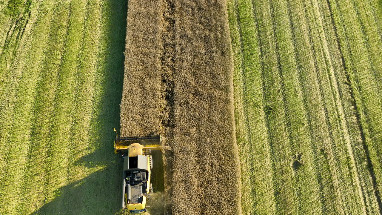 Vista aerea dall'alto di una mietitrebbia che miete, creando linee ordinate nel campo