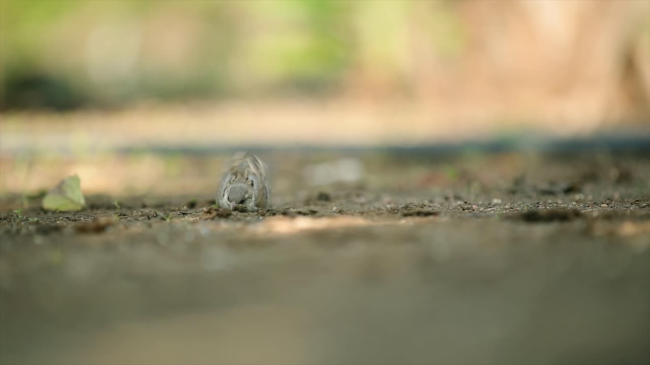 인디언 롤러의 목소리