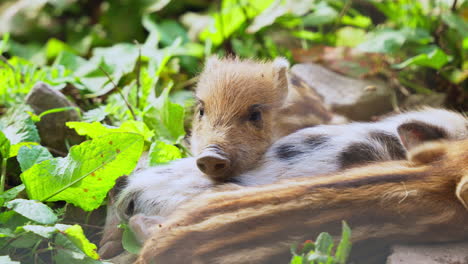 group mini pigs or pygmy piglets lying together in a grass, get scared and run away - close-up