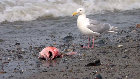 gaviota de alas glaucas se mete en las olas para comer cabeza de pez de ojos amarillos que ha llegado a la playa en la península de kenai en alaska