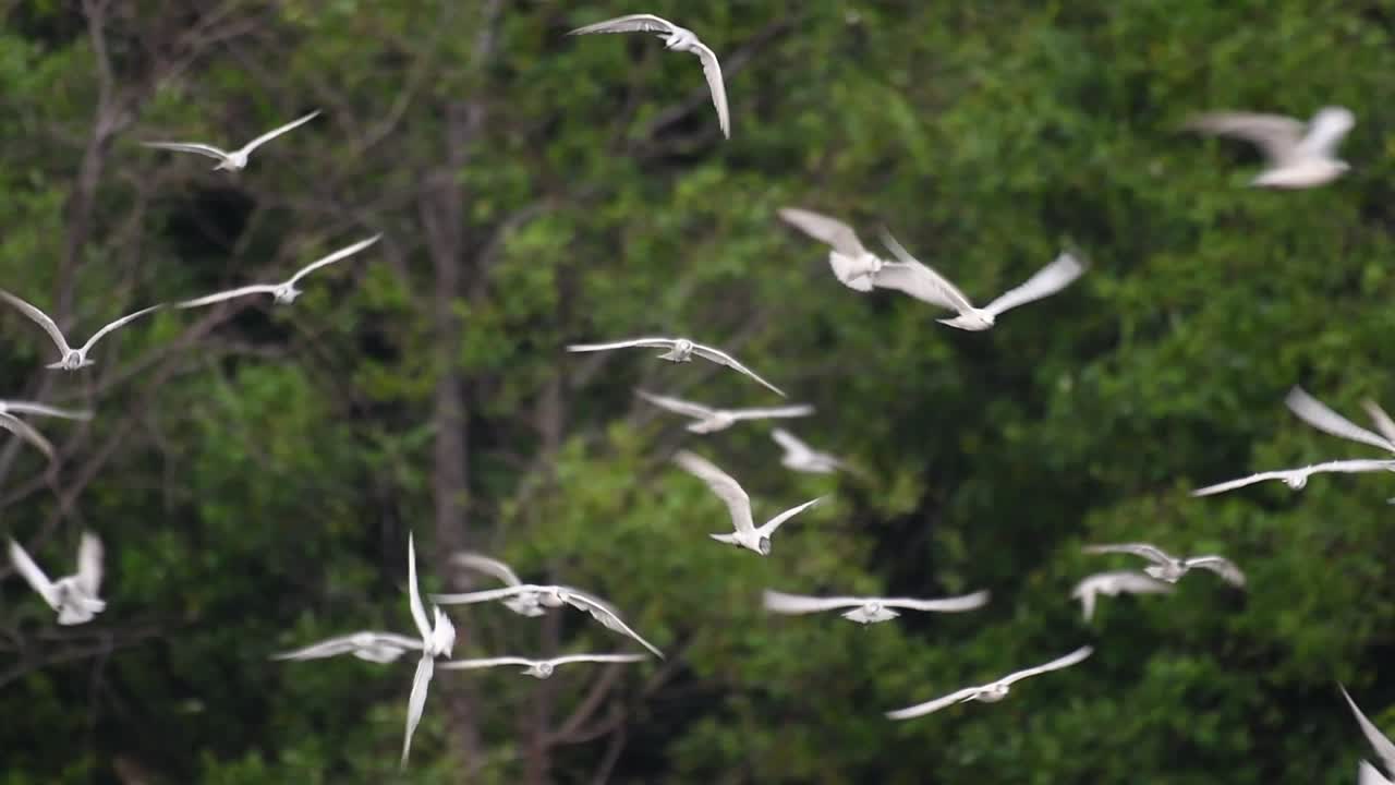 제비갈매기는 전 세계 바다, 강 및 기타 더 넓은 수역에서 볼 수 있는 바닷새입니다.