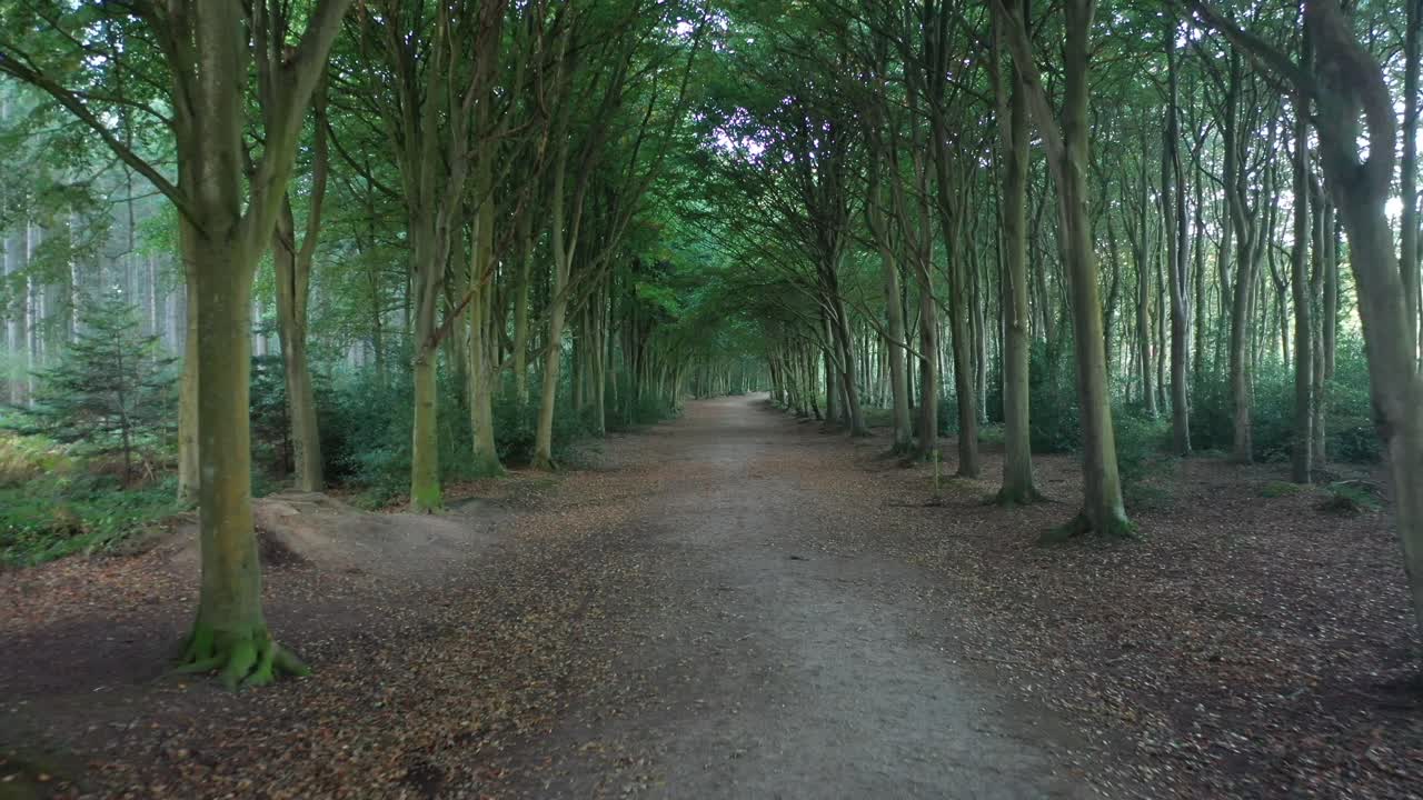 가을이 시작될 때 나무가 늘어선 길을 따라 뒤로 날아가는 항공 영상