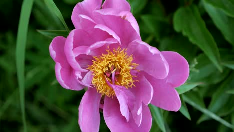 close up of pink peony in a full bloom